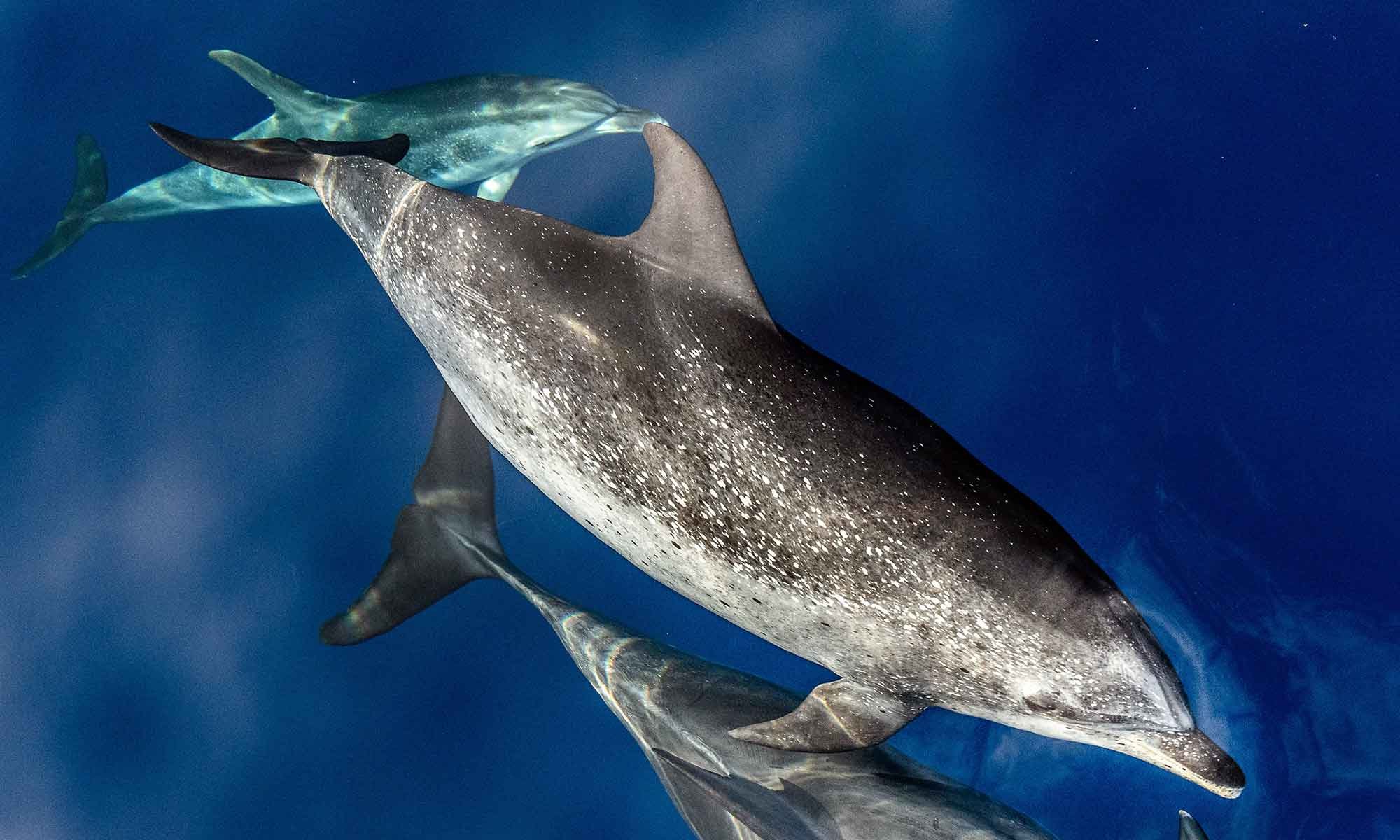 From Funchal: Ecological Catamaran Dolphin Whale Watching