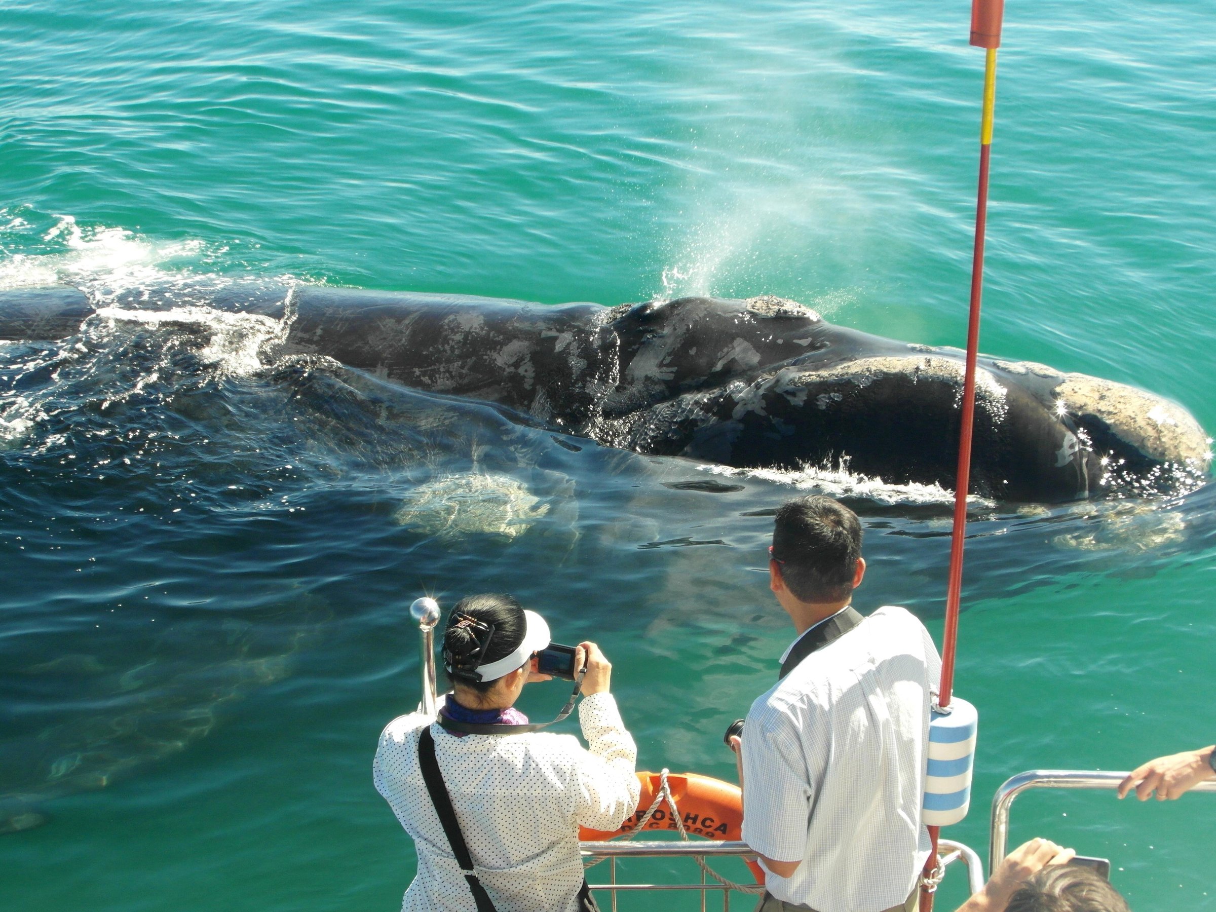 Hermanus: Whale and Dolphin Watching Boat Trip